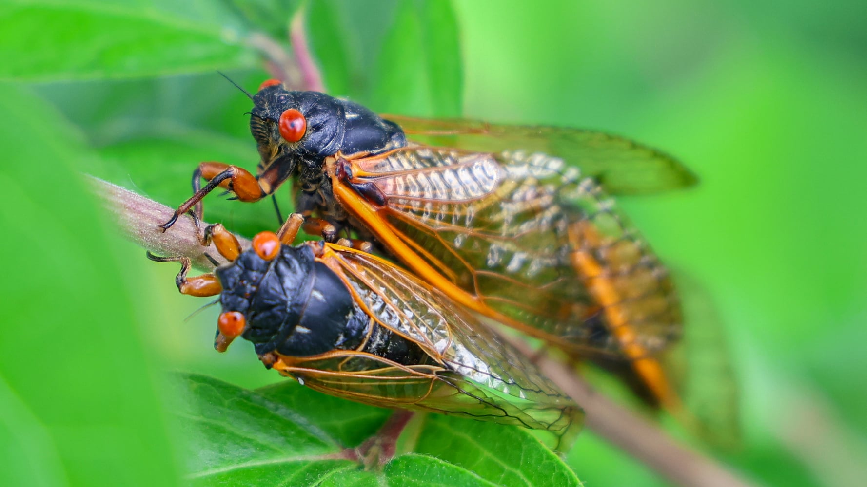 Cicadas Morris Reserve 060625 DDN