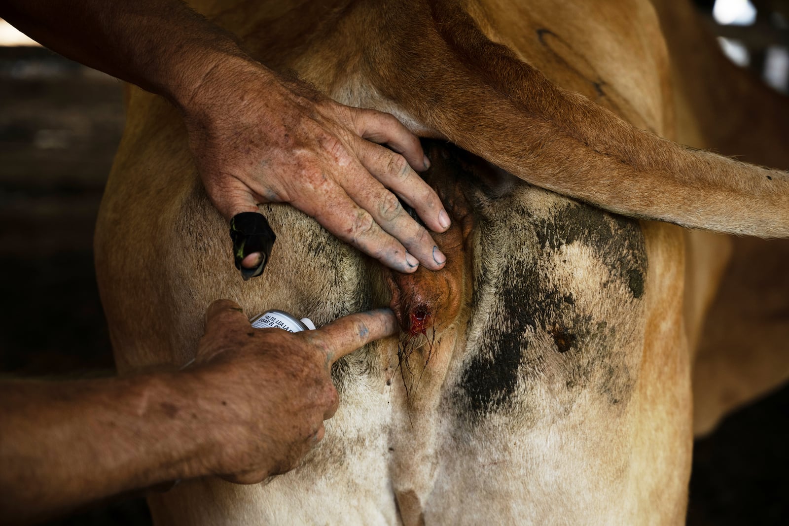 Alfredo Chavez, a cattle rancher and livestock technician, treats a cow affected by New World screwworm at his ranch in Cintalapa, Chiapas, Mexico, Wednesday, July 23, 2025, amid an infestation that led the U.S. to suspend cattle imports over fears the pest could reach the border. (AP Photo/Isabel Mateos)