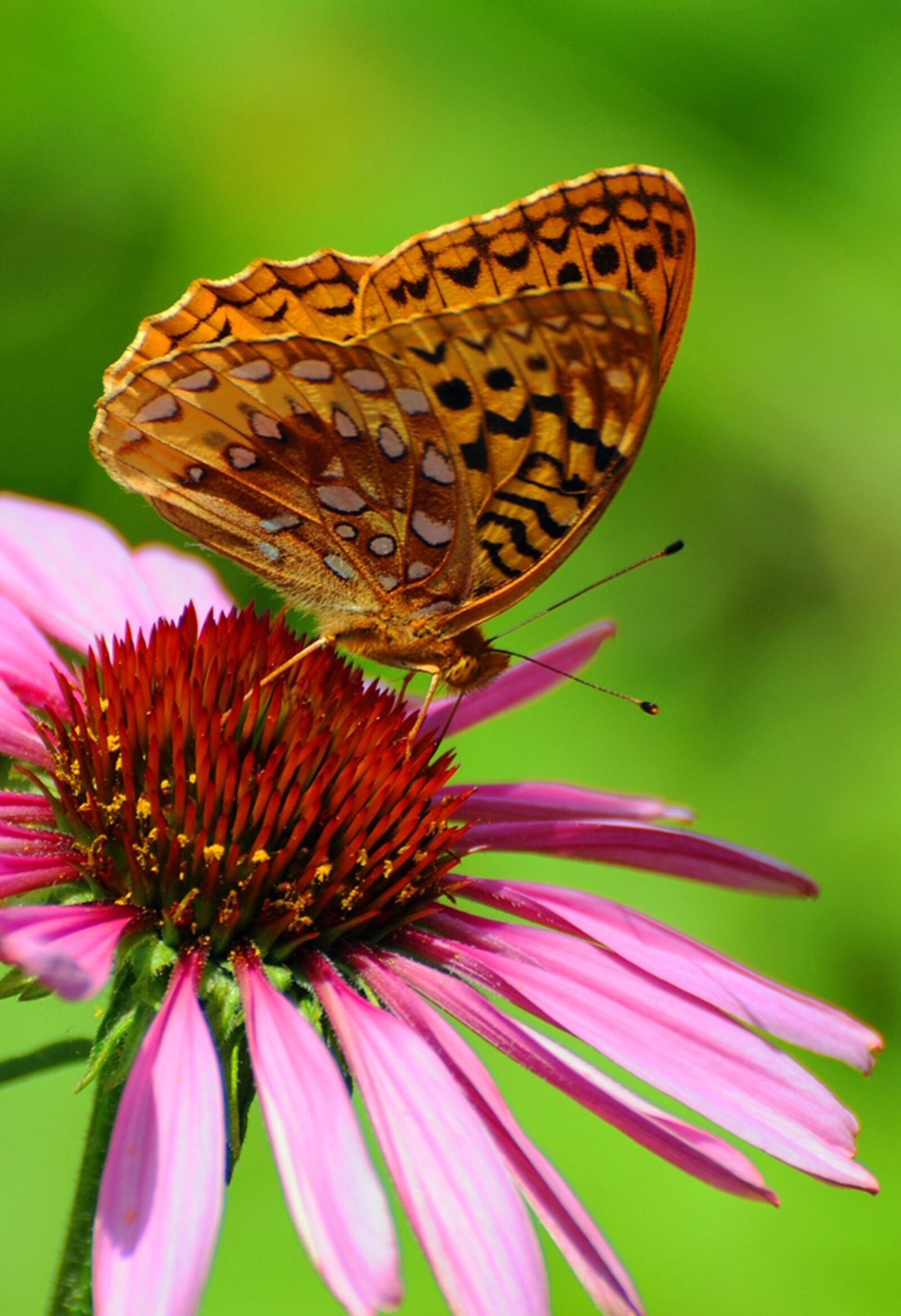 Orders are being taken now through April 19 for Aullwood Audubon's 17th annual Native Plant Sale. CONTRIBUTED PHOTO