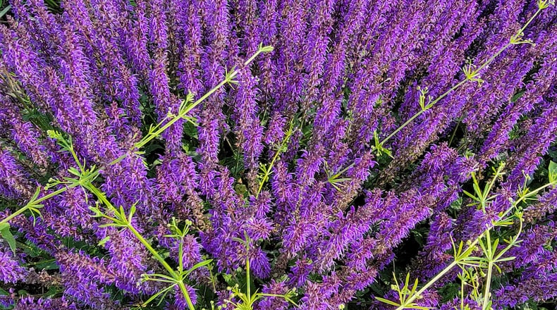 Bedstraw or Galium aparine growing on perennial salvia. CONTRIBUTED
