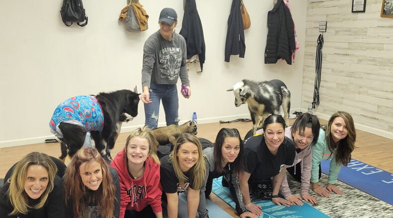 Greene County Parks & Trail has partnered with GoatCountry to offer goat yoga at the Russ Nature Reserve - CONTRIBUTED