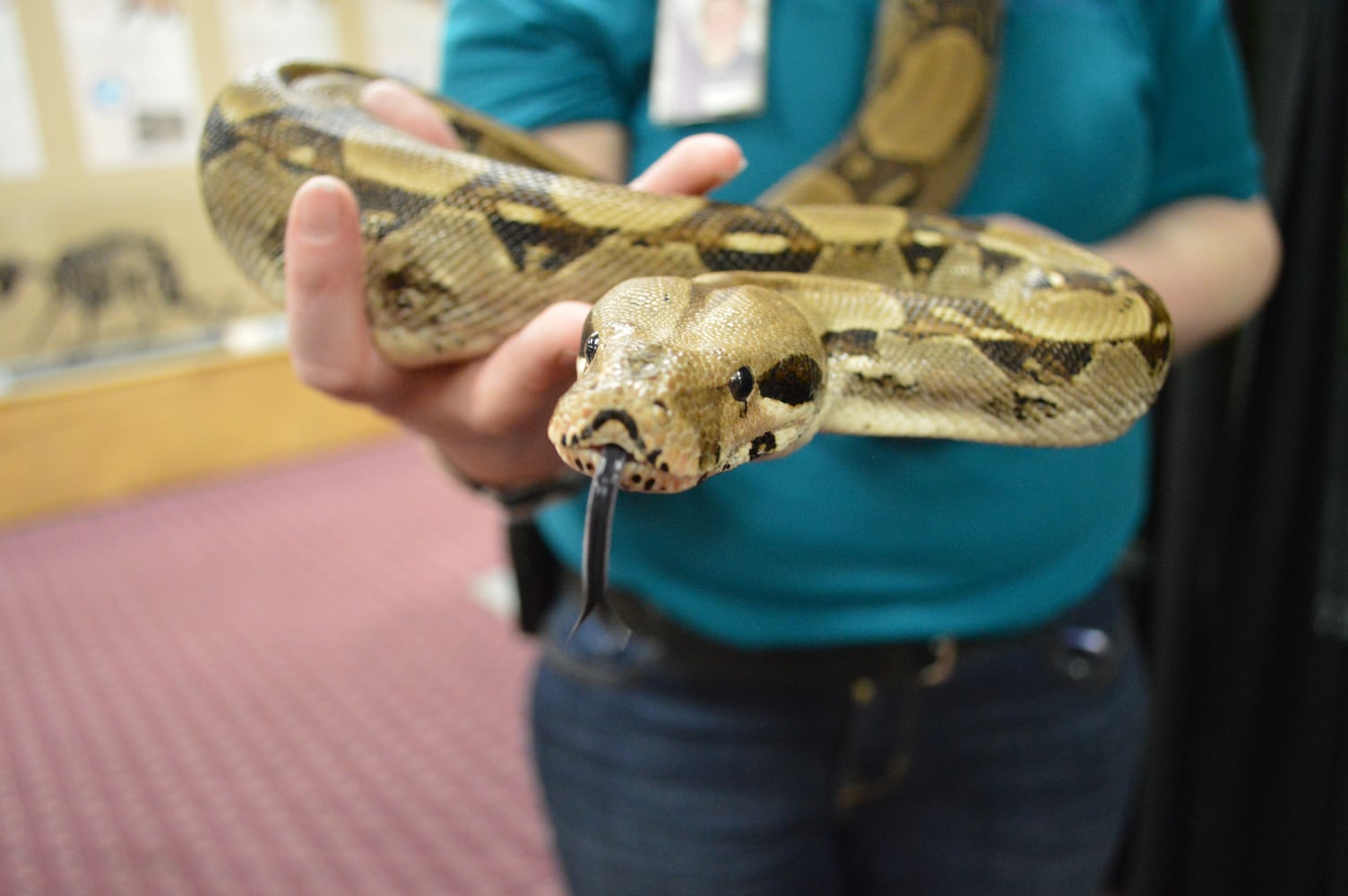 Boonshoft boa
