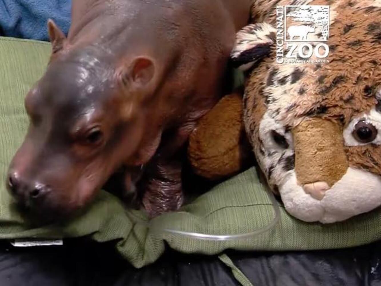 Fiona the hippo