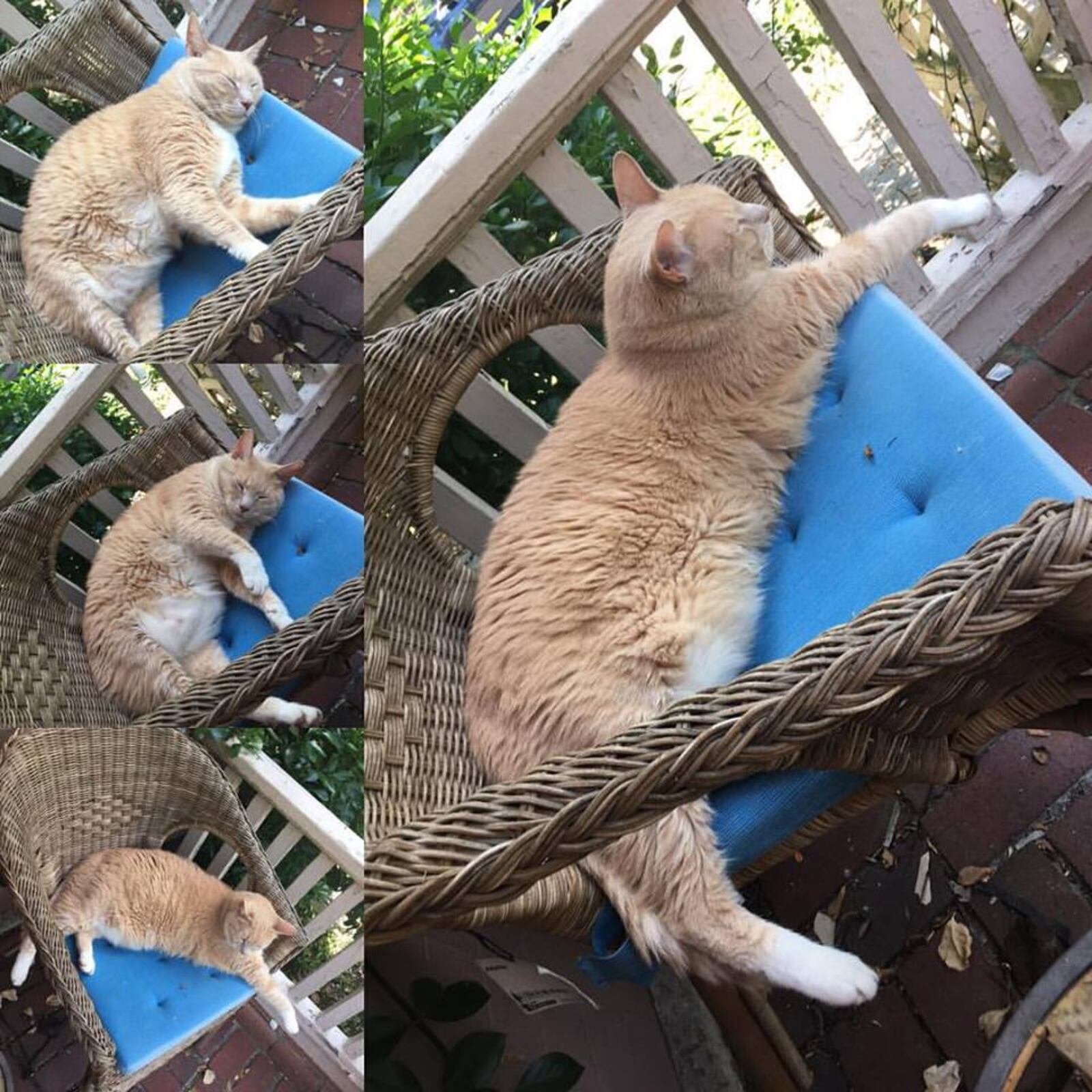 A growing Tigger needs his rest