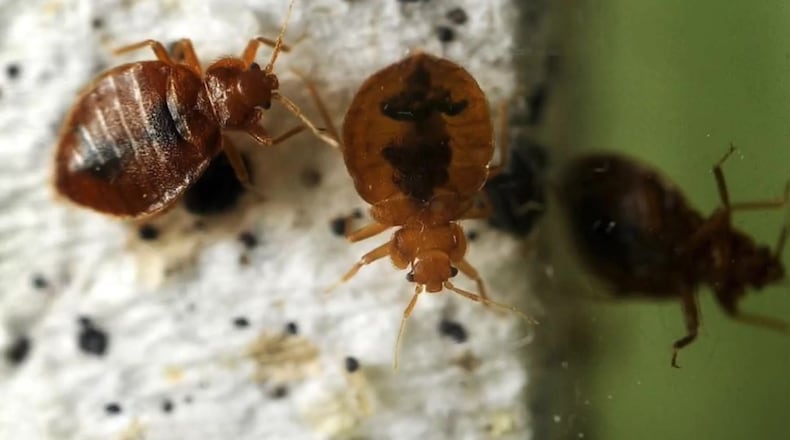 Dayton, other Ohio cities rank in Top 50 Bed Bugs list
