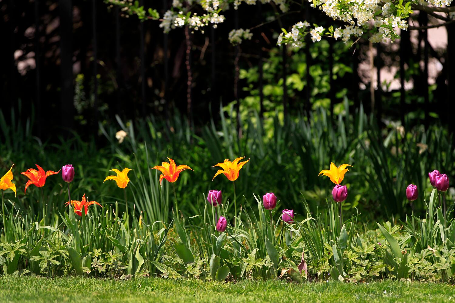 PHOTOS: Tulip time! Oakwood’s Smith Memorial Gardens is overflowing with colorful blooms