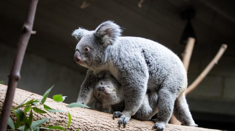 The Columbus Zoo and Aquarium is offering free admission for moms Sunday, May 9 for Mother's Day.