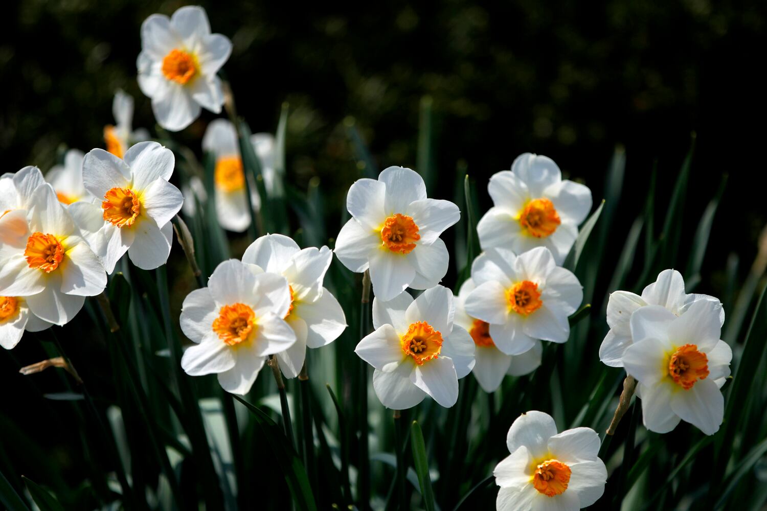 PHOTOS: Wegerzyn Gardens blooms in a brilliant display