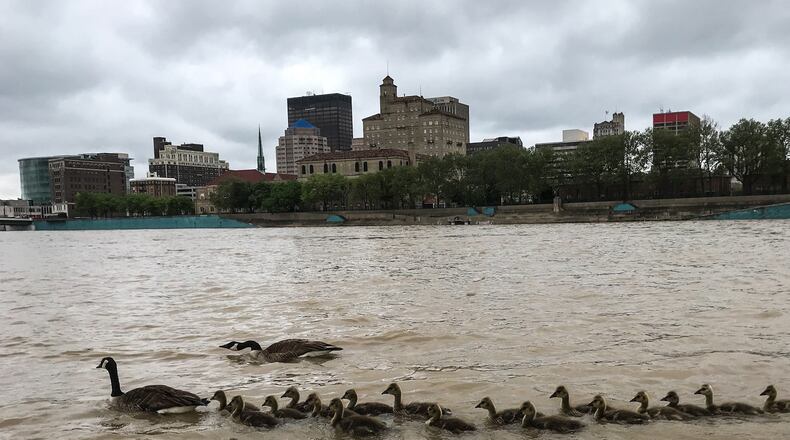 The Great Miami River rose nearly 10 feet in some areas after nearly 5 inches of rain fell in the Miami Valley over 48 hours, according to the Miami Conservancy District. JIM NOELKER/STAFF