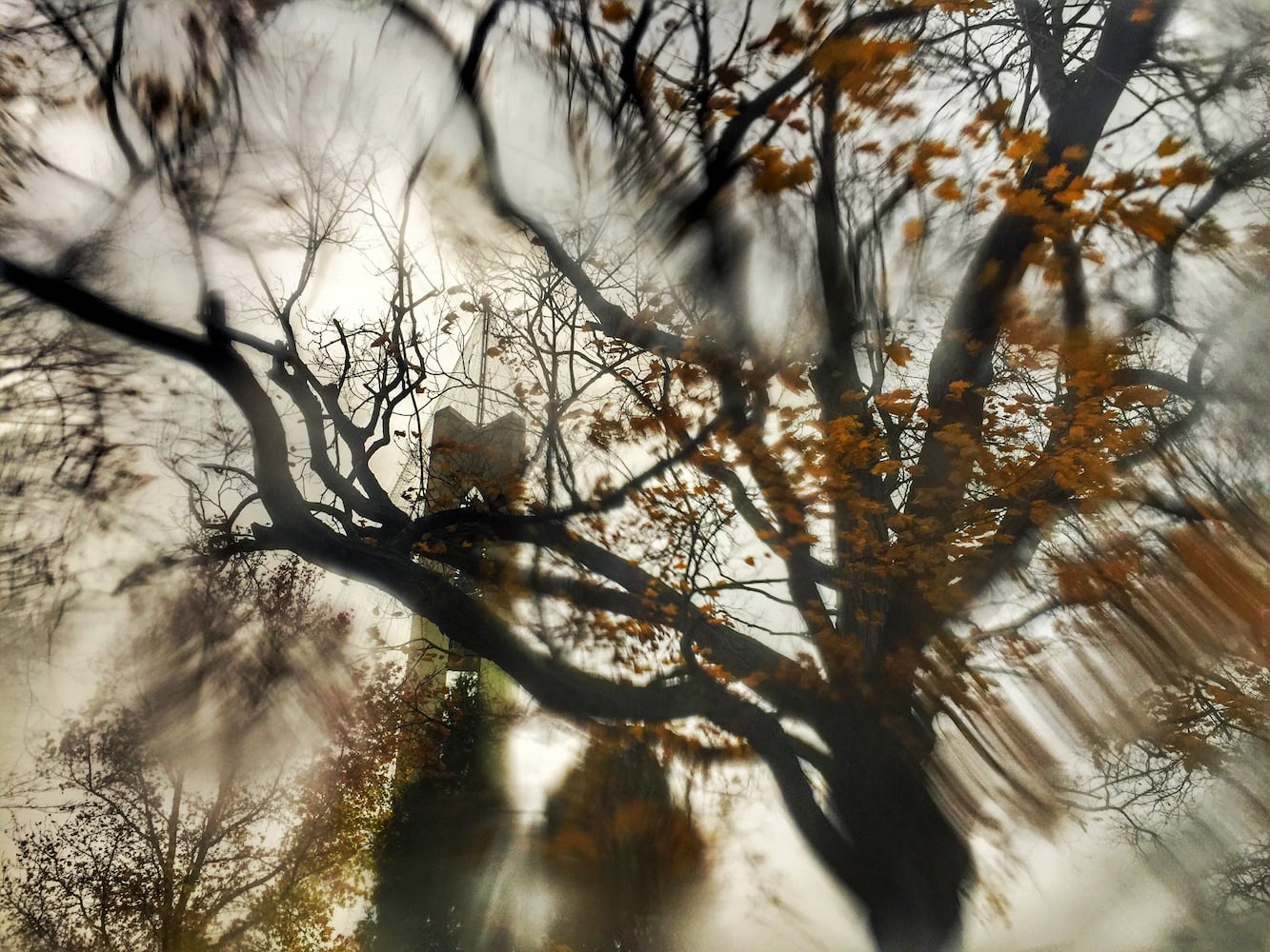 PHOTOS: Carillon Tree of Light 2016