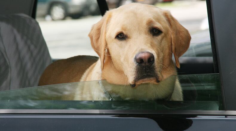 In addition to properly restraining pets on car trips, pet owners can take steps to ensure their pets are safe. Metro Creative Connection photo
