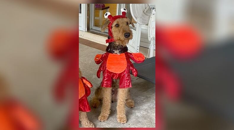 Jax, dressed in an old costume, will be in this year's fashion show. CONTRIBUTED