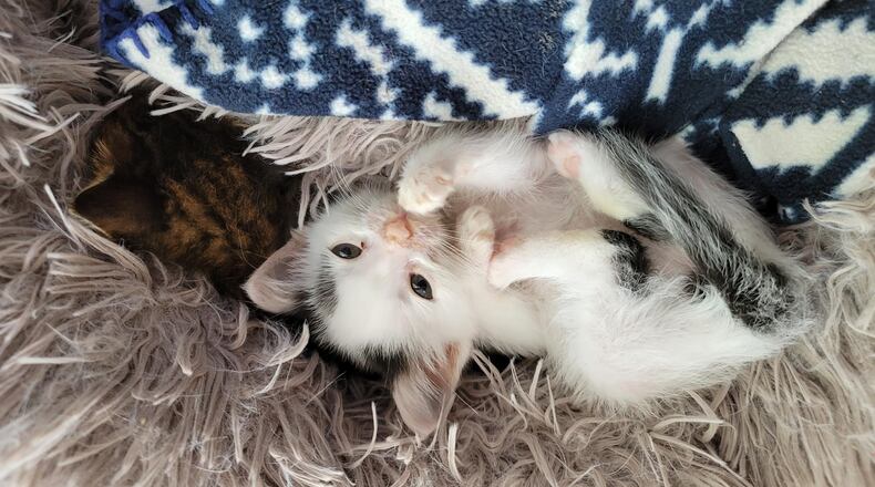 LiFeline Cat Rescue and Network Inc. is a foster-based rescue organization. CONTRIBUTED