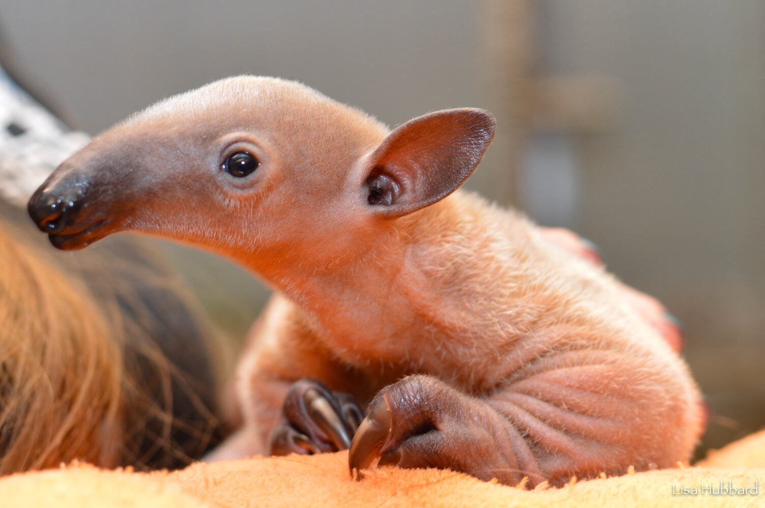 PHOTOS: Oh, these faces! Celebrating Cincinnati Zoo babies