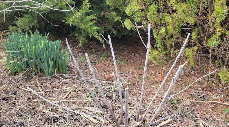 When pruning perennials in the spring, leave a few woody stems 8-10" tall for native bees to use this season for nesting.