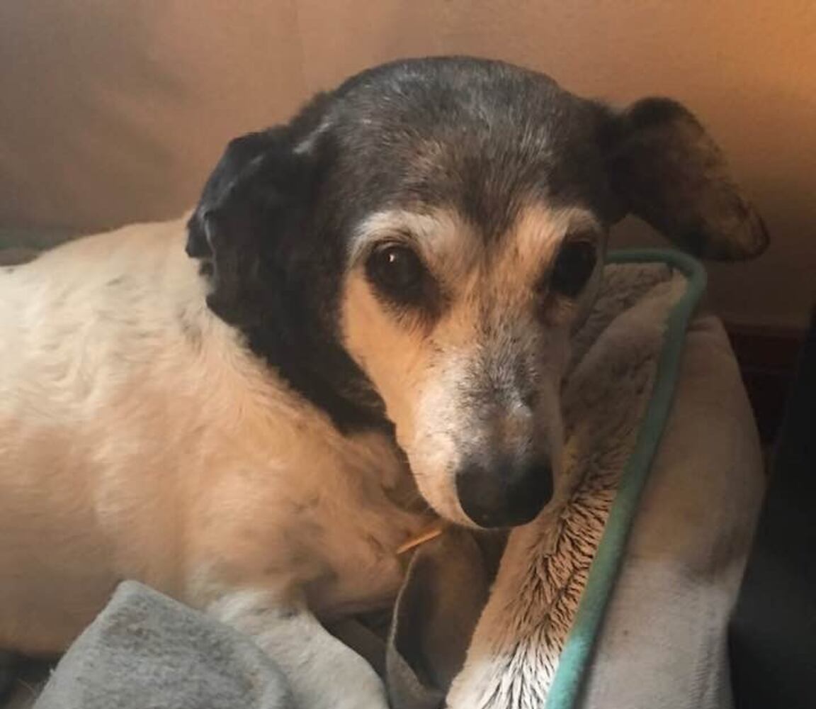 PHOTOS: Our staff share pics for National Love Your Pet Day