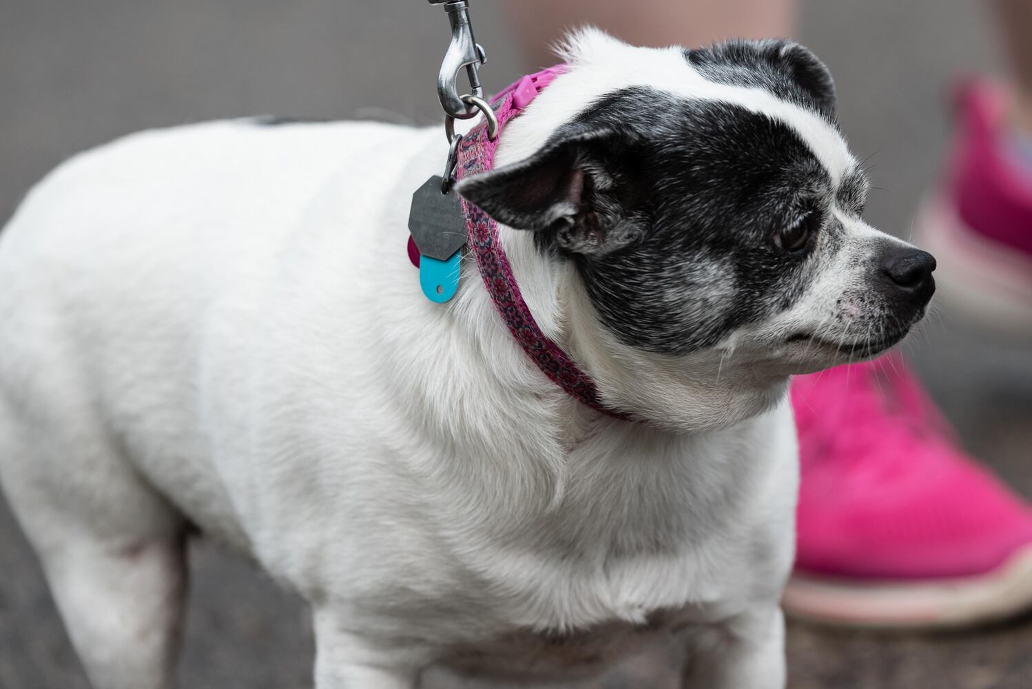 PHOTOS: Did we spot you at the Furry Skurry 5K at Stubbs Park in Centerville?