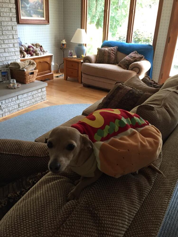 PHOTOS: Local pets ready for Halloween