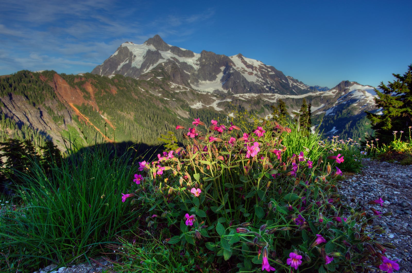 This 2021 photo provided by shows Monkey Flowers along the trail in North Cascades National Park Service Complex in Washington. (U.S. National Park Service via AP)