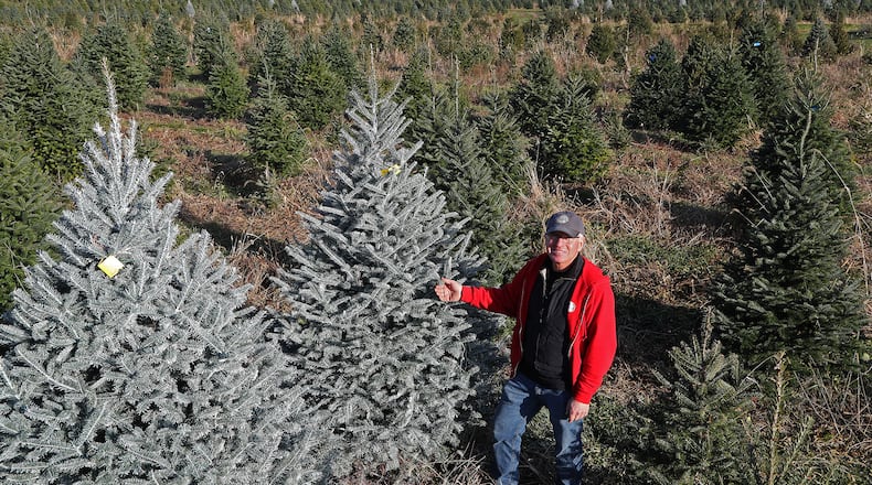 Ben Young is surrounded by acres of Christmas trees Friday at Carl and Dorothy Young's Cut Your Own Christmas Tree Farm. BILL LACKEY/STAFF