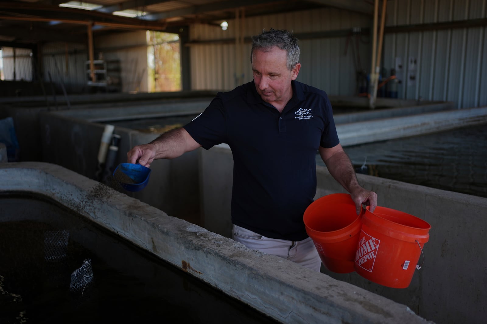 Matt Mangan, president of Mainstream USA, feeds juvenile barramundi fish Saturday, April 19, 2025, at a fish farm in Dateland, Ariz. (AP Photo/Joshua A. Bickel)