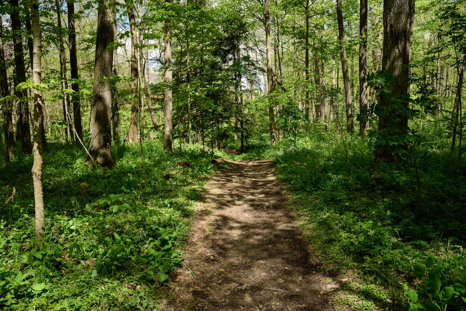 PHOTOS: Gorgeous Aullwood Garden is in full bloom