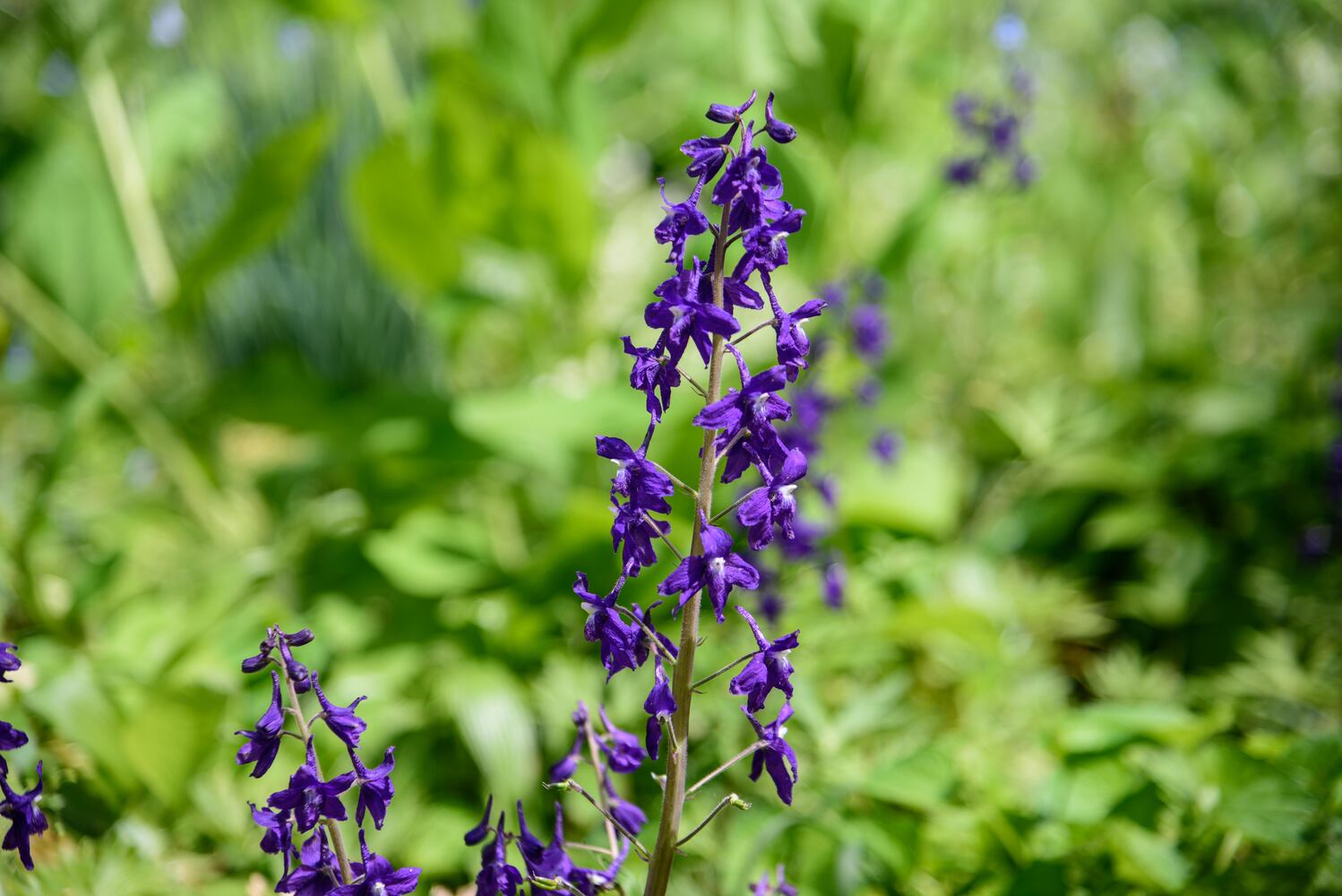 PHOTOS: Gorgeous Aullwood Garden is in full bloom