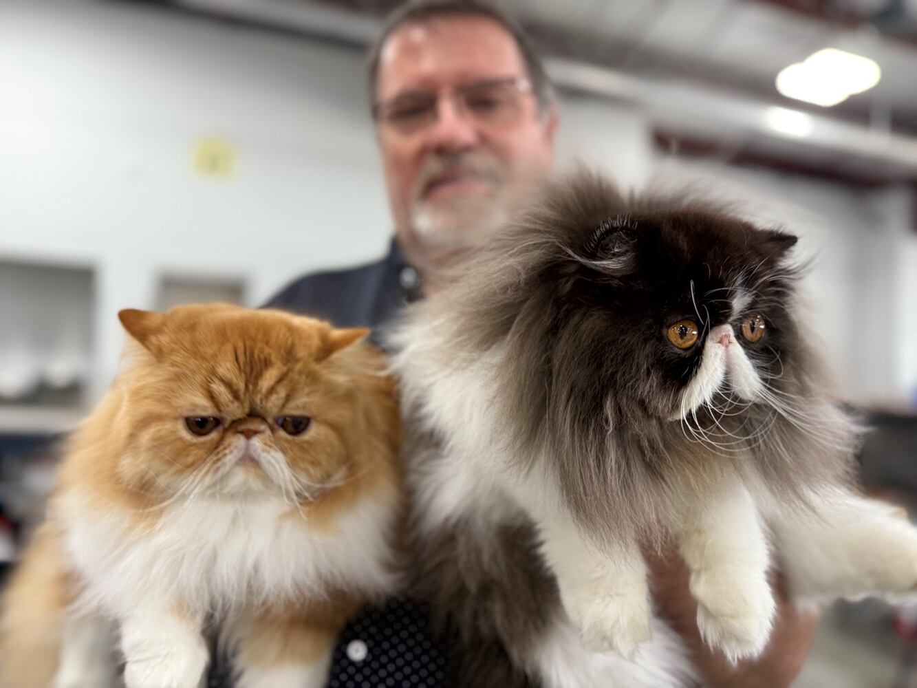 Cat Fanciers' Association cat show