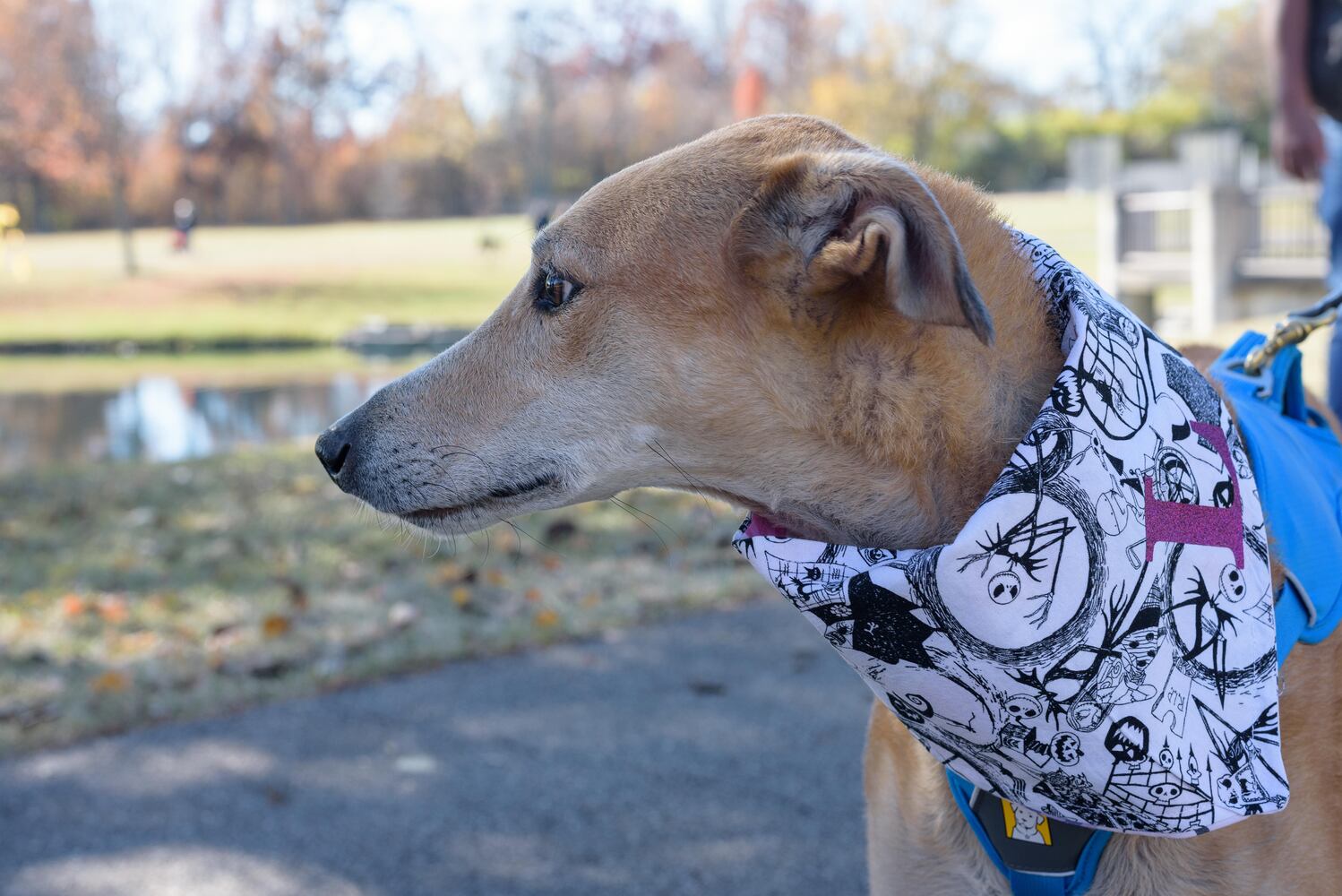 PHOTOS: Did we spot you and your dog at Wag-O-Ween at the Kettering Recreation Center?