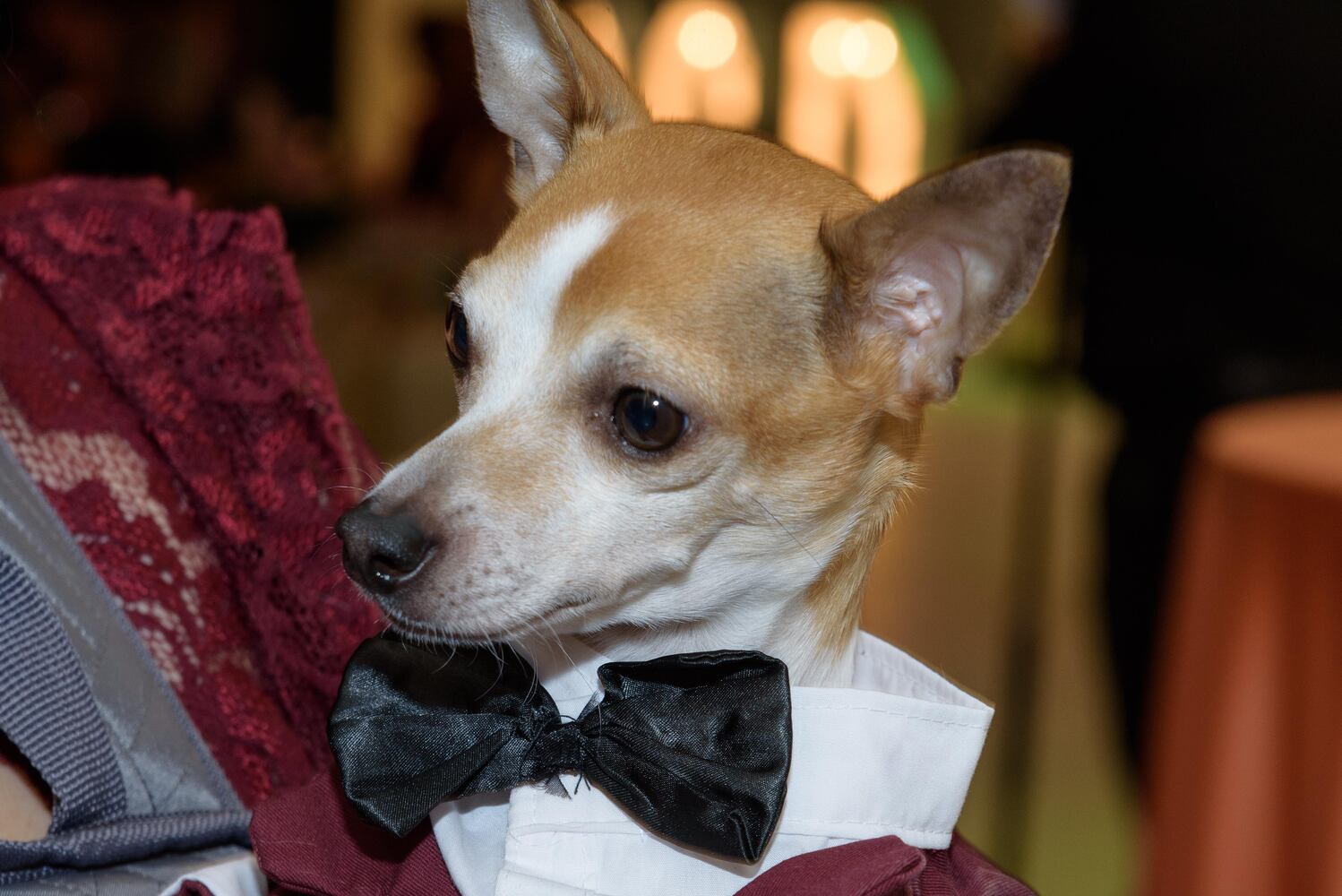 PHOTOS: Did we spot you at the Pet Afflaire Gala at the Dayton Arcade?