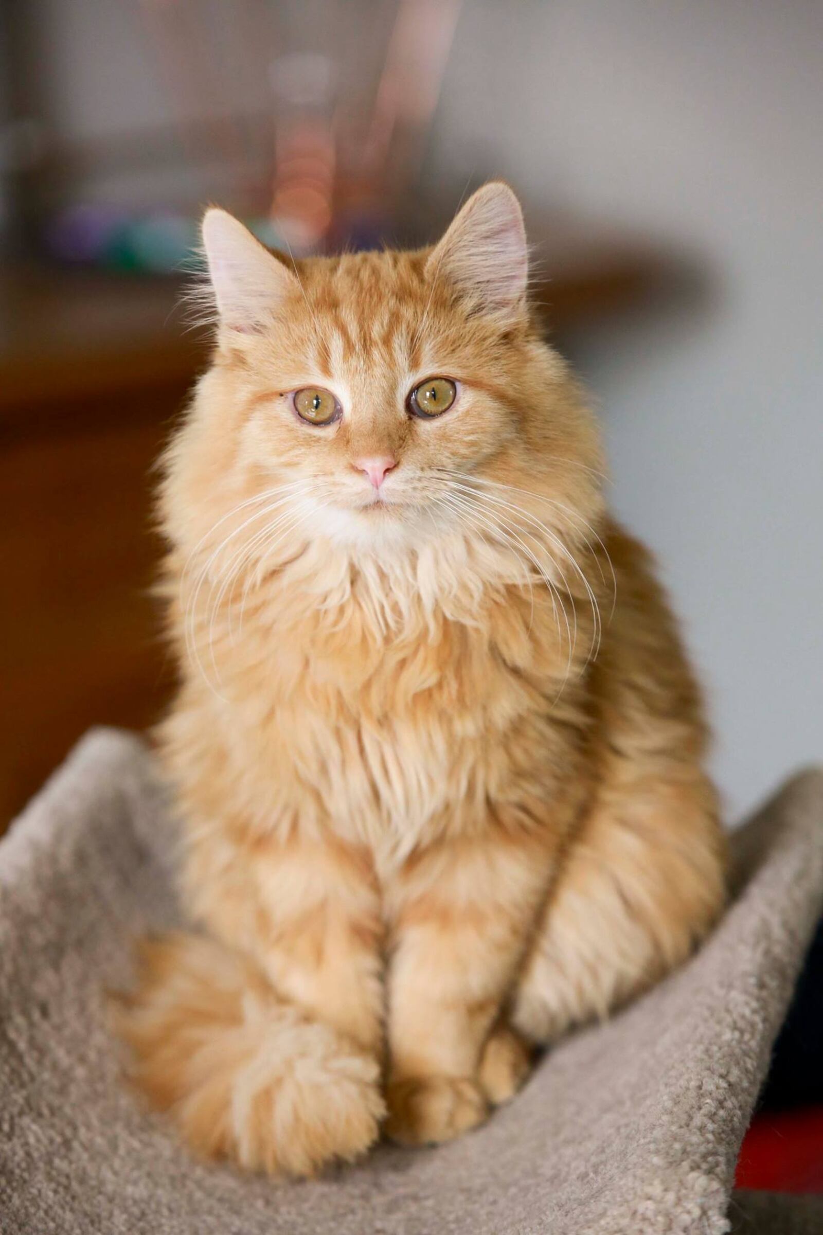 If all goes as planned, Wilpur Wright from His Hands Extended Sanctuary  will be one of Gem City Catfe's first tenants.  Photo: Gem City Catfe.