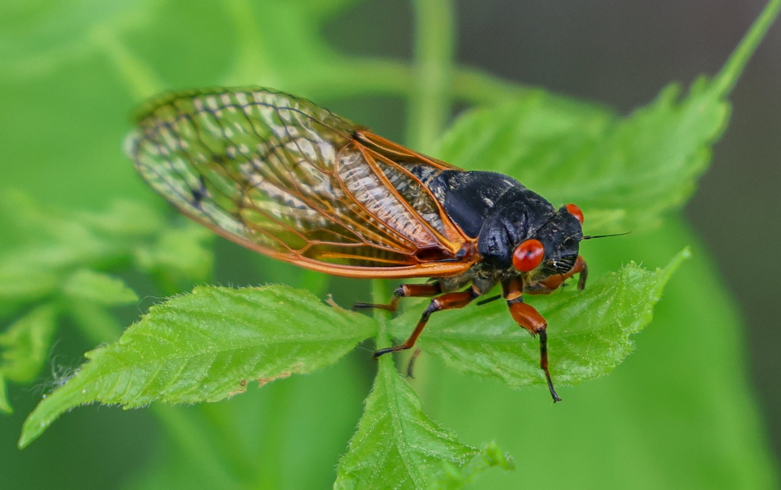 Cicadas Morris Reserve 060625 DDN