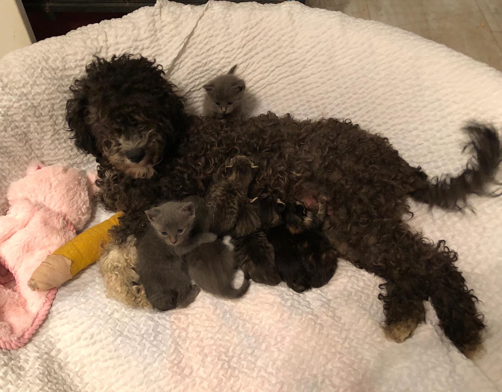 Eve and her adopted kittens are at Cassie's Place.