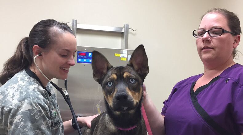 Khat, a 6-month-old female rescued pit/husky mix owned by Air Force National Guard Senior Airman Amanda Wilson and her husband, Casey, is examined by veterinarian Capt. (Dr.) Jessica Clarkson, an Army reservist, while veterinary health assistant Denise Ulery keeps Khat calm. (Skywrighter photos/Amy Rollins)