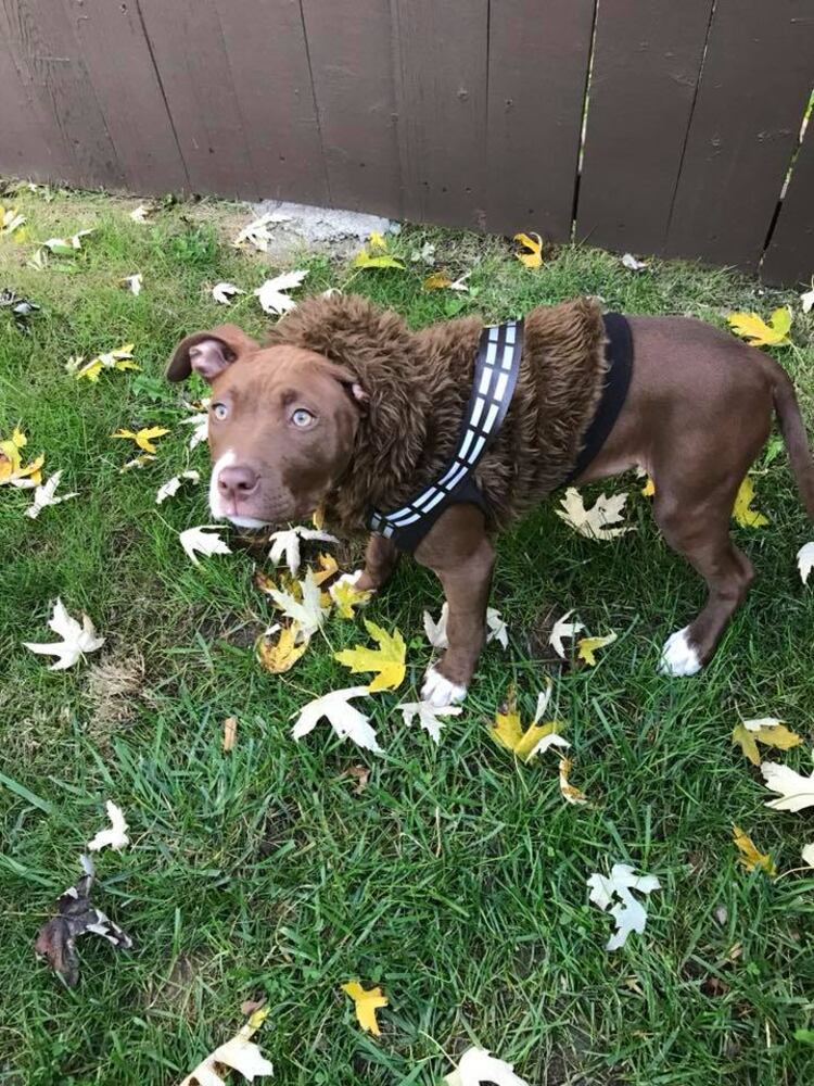 PHOTOS: Local pets ready for Halloween