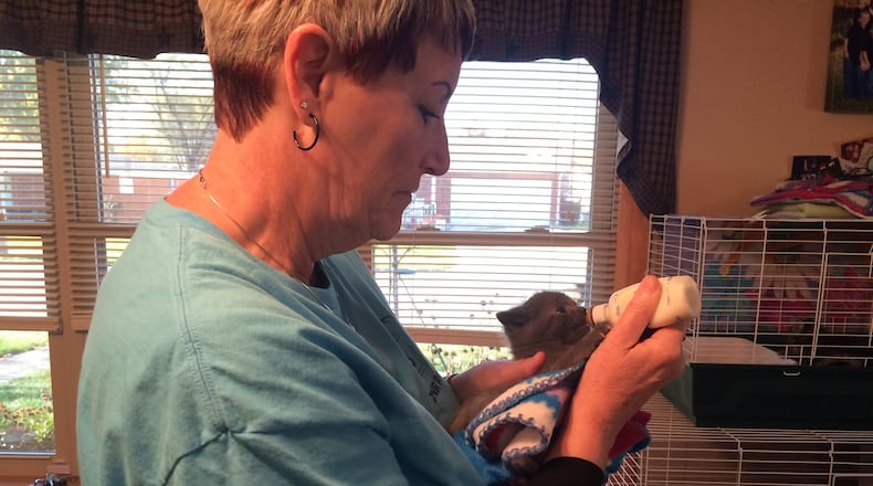 Logan County Trap Neuter Return Project President Heather Hillery feeds a young kitten. The group was formed in August and has spayed or neutered about 150 cats in the area. Katherine Collins/Staff