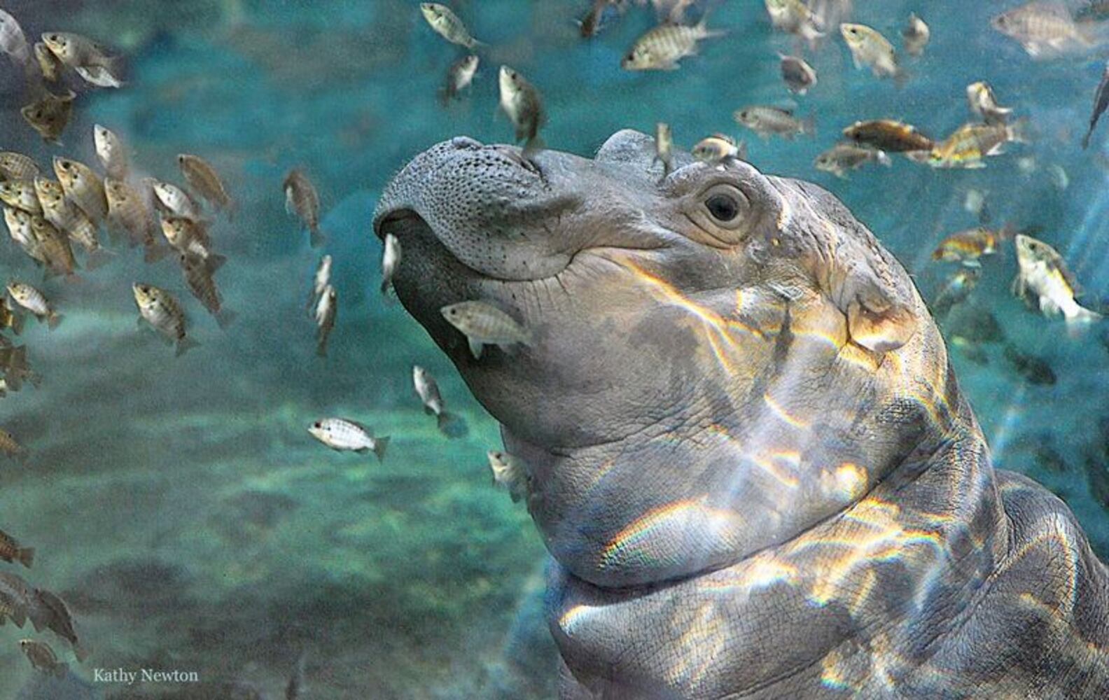 PHOTOS: This first look at Cincinnati Zoo's Zoo babies will be the best part of your day