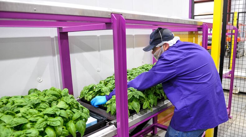 Representatives from the Ohio Department of Agriculture visited the 80 Acres Farms facility on Hamilton Enterprise Park Drive to kick off Ag Week Monday, March 9, 2020 in Hamilton. Pete Stamper unloads basil off a conveyor at the indoor grow facility on the same site as a new 55-foot-high, 70,000-square-foot building is being constructed. Ohio Department of Agriculture staff is touring multiple agriculture locations throughout the state during agriculture week. NICK GRAHAM / STAFF