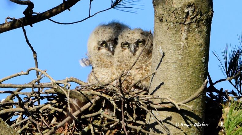Two baby great horned owls in March 2019 at Woodland Cemetery, photographed by Roger Garber.