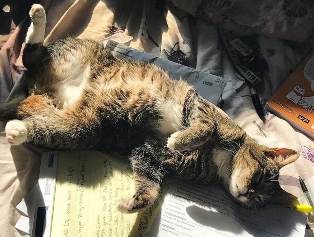 PHOTOS: Our staff share pics for National Love Your Pet Day