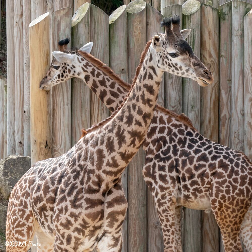 PHOTOS: Those adorable faces! Celebrating Cincinnati Zoo babies