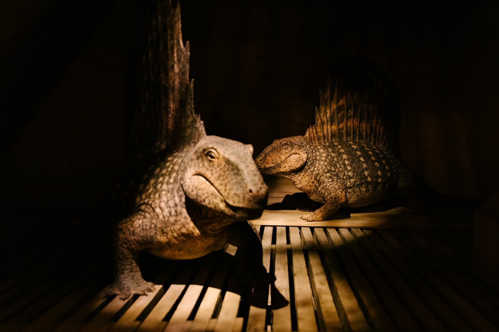 "The Sphenacodontid Kind," Dimetrodon, is displayed at the Ark Encounter in Williamstown, Ky., Friday, March 21, 2025. (AP Photo/Madeleine Hordinski)