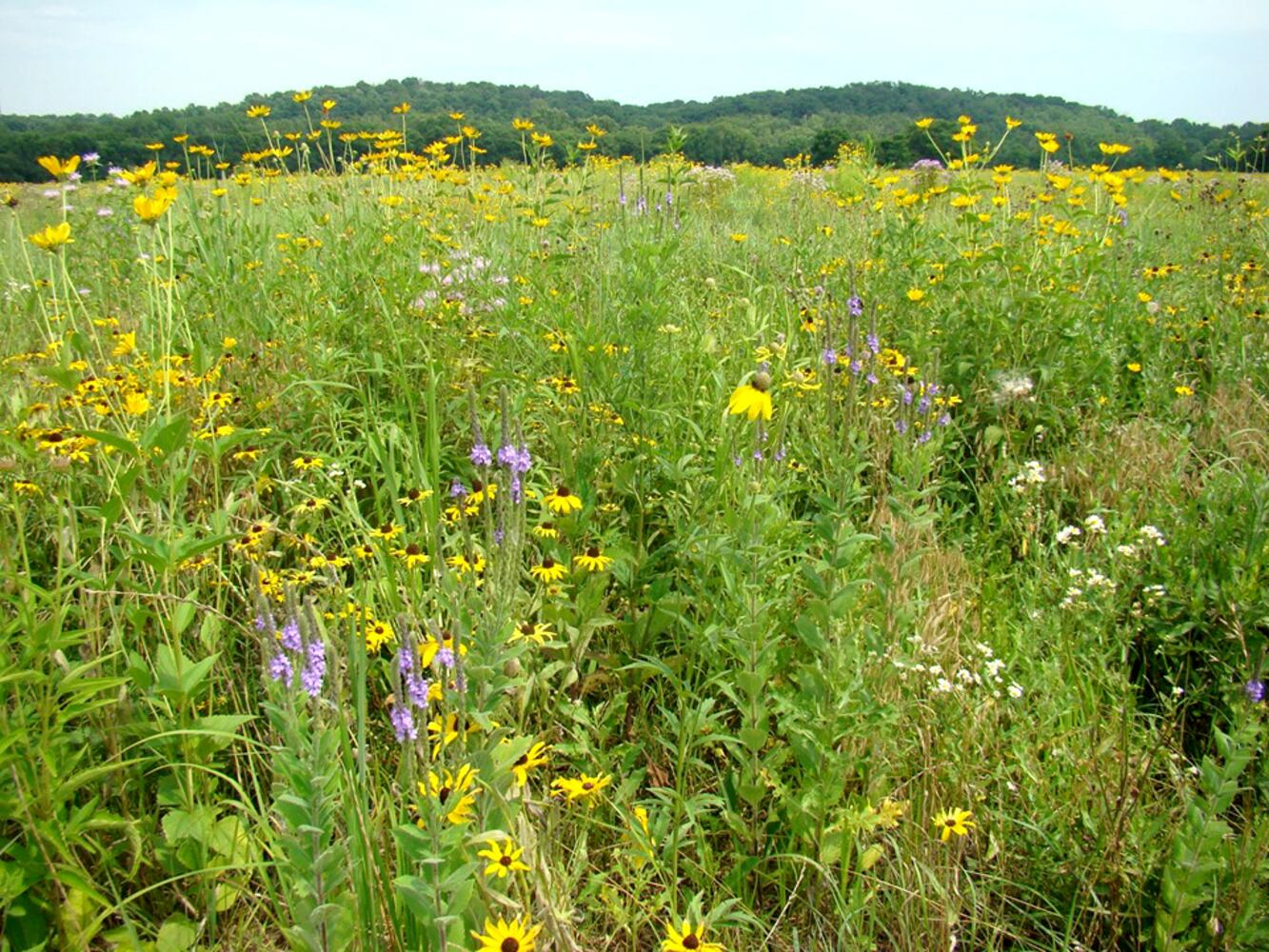 Rare prairie super bloom