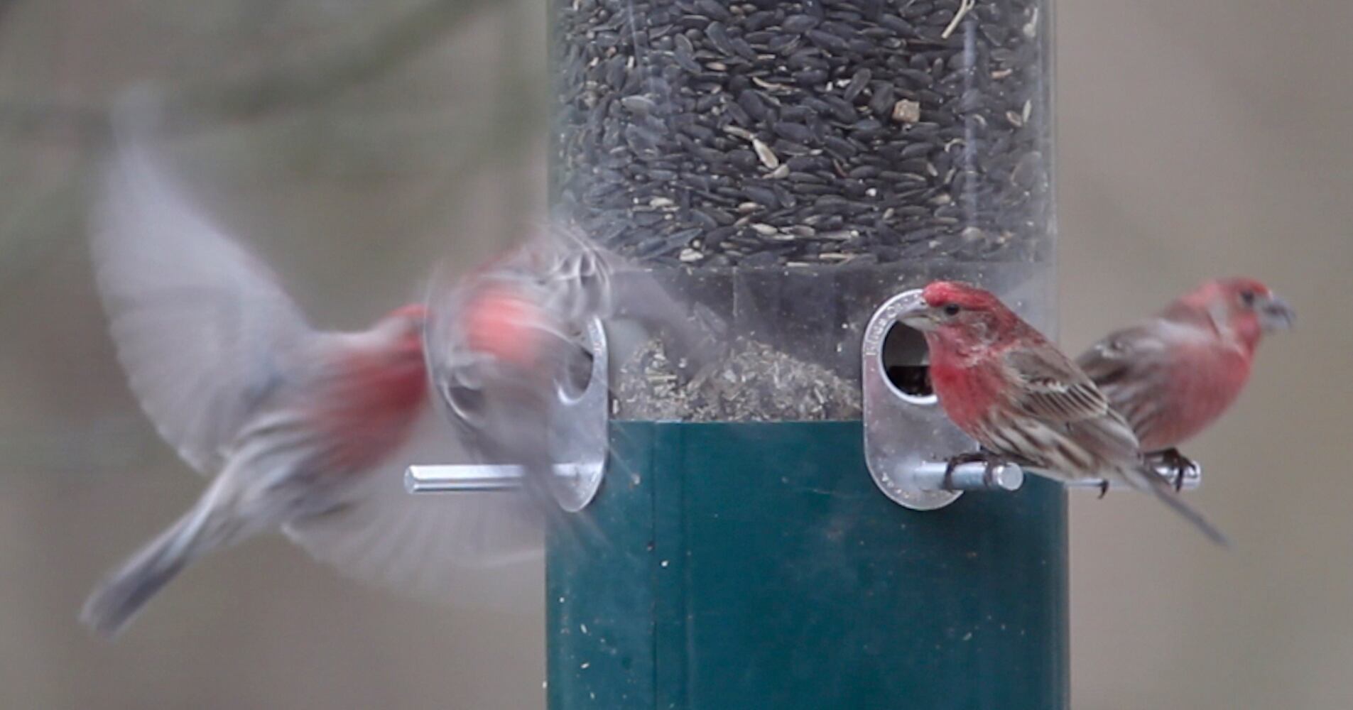 Project Feeder Watch