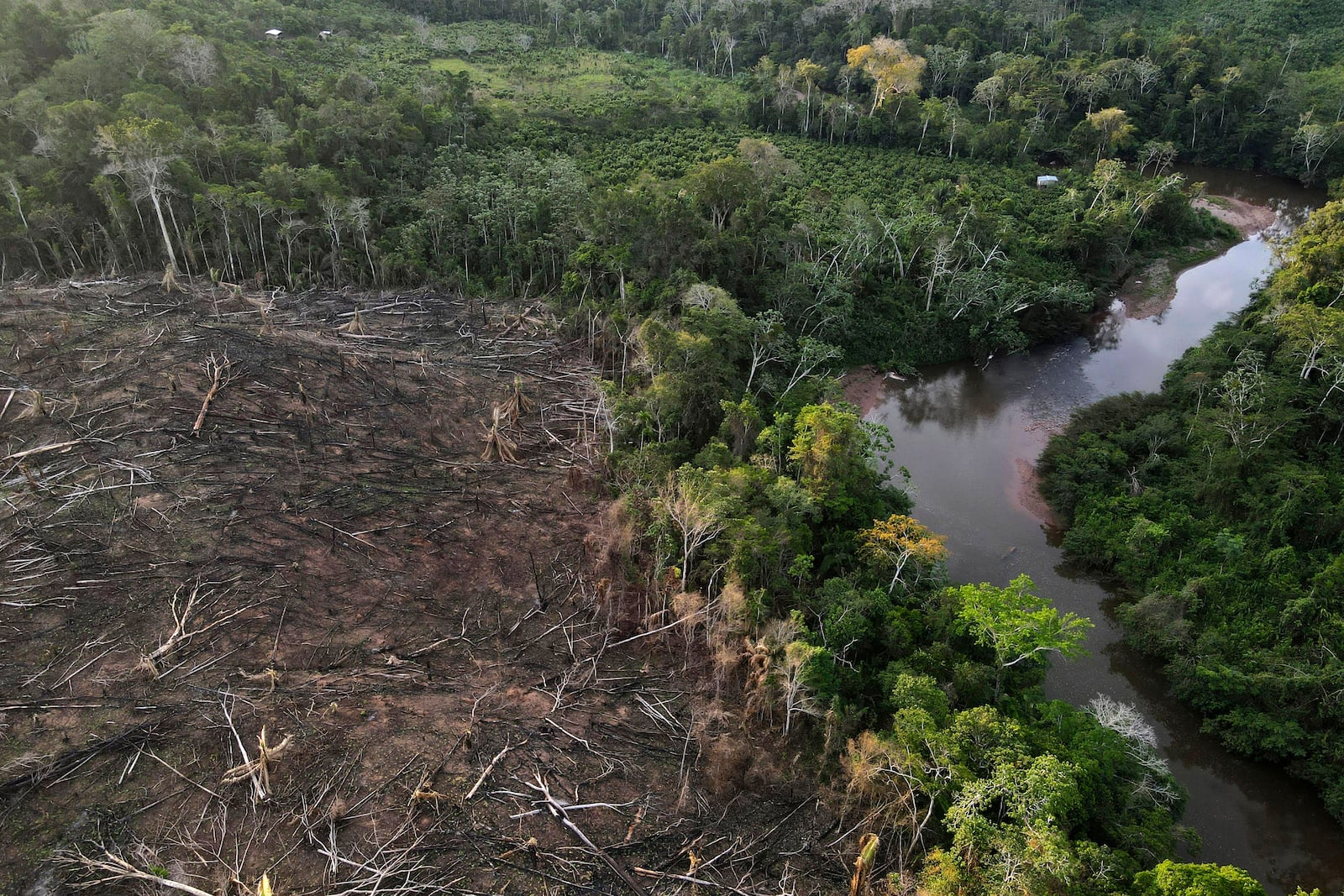 FILE - Cut down trees, on the left, lie near the limit of the Cordillera Azul National Park, Peru's Amazon, Oct. 3, 2022. (AP Photo/Martin Mejia, File)