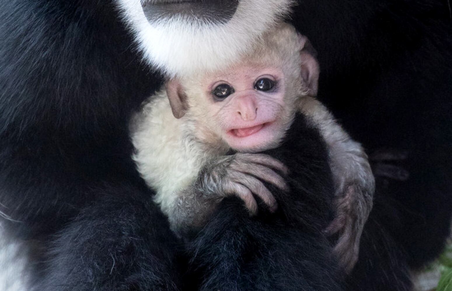 PHOTOS: Those adorable faces! Celebrating Cincinnati Zoo babies