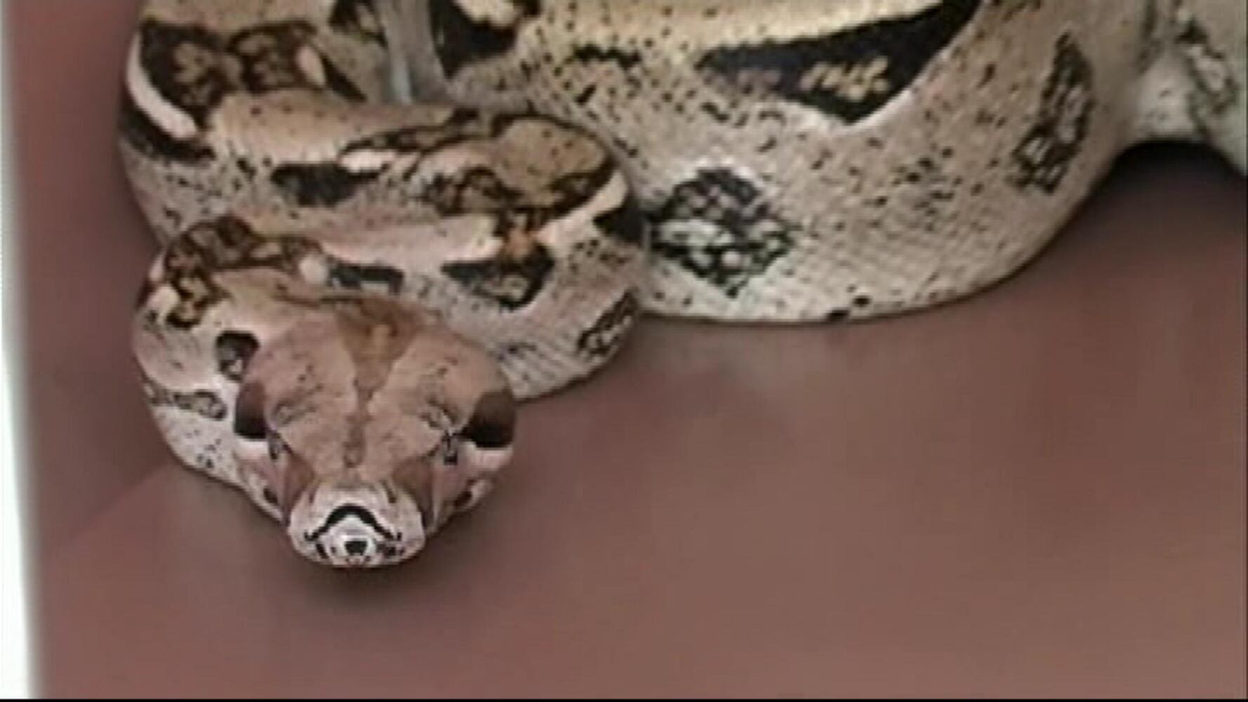 Red-tailed Boa