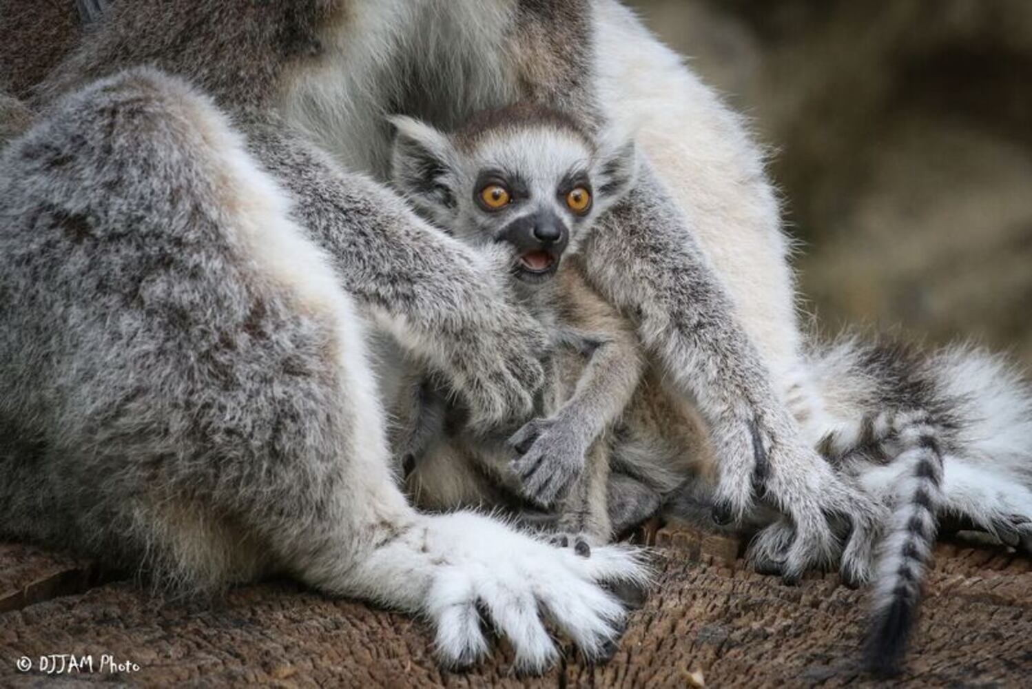 PHOTOS: This first look at Cincinnati Zoo's Zoo babies will be the best part of your day