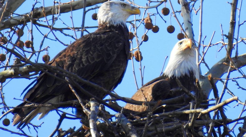 Bald eagles Orv and Willa returned to Carillon Historical Park to build a nest in 2020. PHOTO CONTRIBUTED BY JIM WELLER