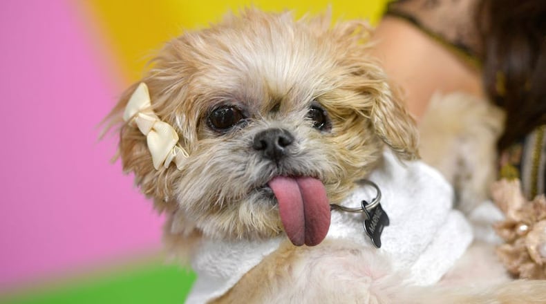 FILE PHOTO: Marnie, a dirty Shih Tzu shelter dog with a long tongue who rose to fame and became a symbol for adopting older pets, died Thursday. She was 18. (Matt Winkelmeyer)